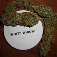 Buy White Widow Online