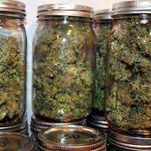 Buy AK 47 Cannabis