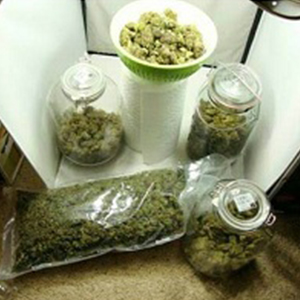 Buy OG Kush
