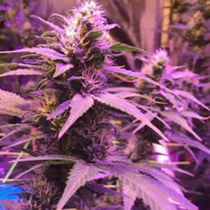 Buy Purple kush