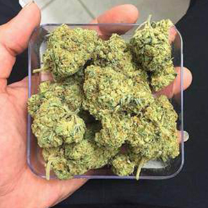 Super Silver Haze