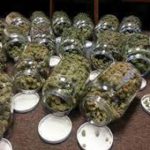 Buy Blueberry Online