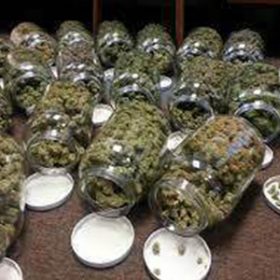 Buy Blueberry Online