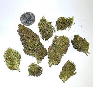 Kaufen Sie OTTO X Cherry CBD Hanfblüten online
