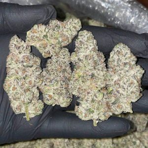 Marijuana Amnesia Haze